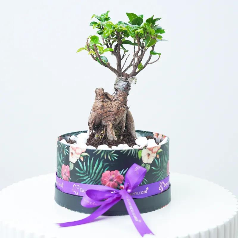 Mini Bonsai Garden Box - Plants gift from Buy Any Flowers Dubai in Al Quoz Industrial Area 4, Dubai, UAE