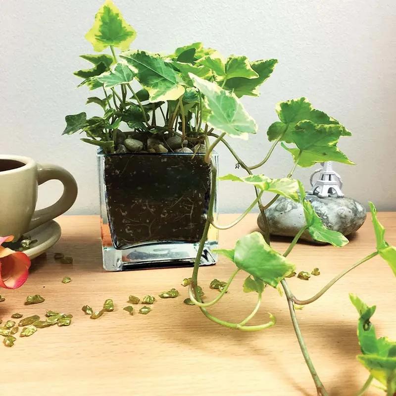 Ivy Plant in Square Vase in Dubai