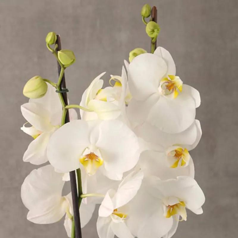 2 Stem White Orchid Plant with Green Wrapping thumbnail 2