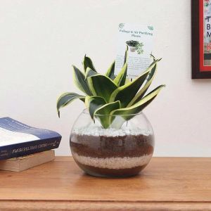 sansevieria-in-fish-bowl_1.webp