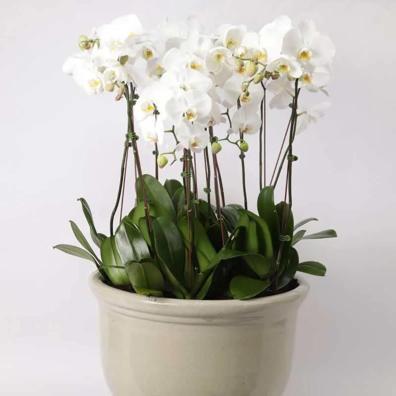 10 Stems White Orchids in Large Pot thumbnail 2