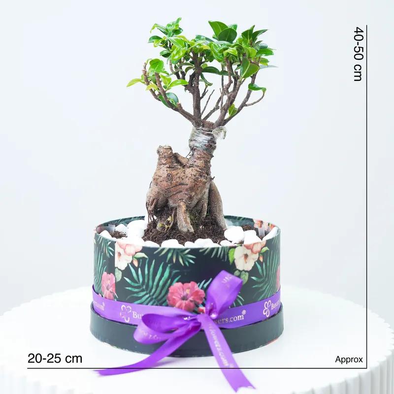 Mini Bonsai Garden Box - Plants gift from Buy Any Flowers Dubai in Al Quoz Industrial Area 4, Dubai, UAE - image 4