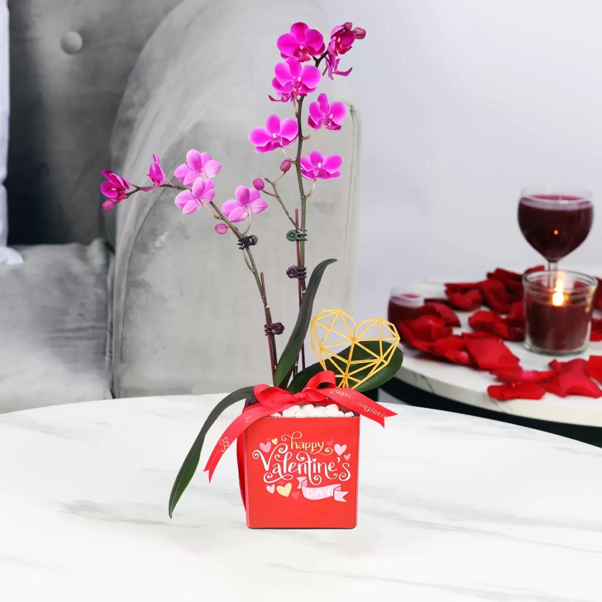 Valentine 2 Stem Mini Purple Orchid Plant