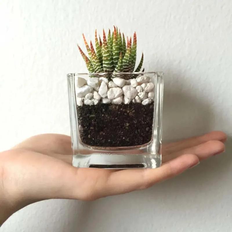 Haworthia Plant in Square Glass Vase