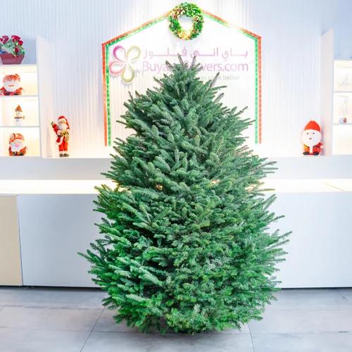 Fresh Christmas Tree 210cm - Gifts gift from Buy Any Flowers Dubai in Al Quoz Industrial Area 4, Dubai, UAE - image 2