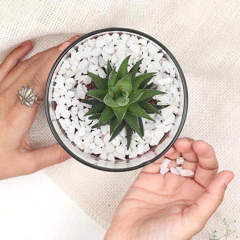 Haworthia Plant in Cylinder Vase thumbnail 3