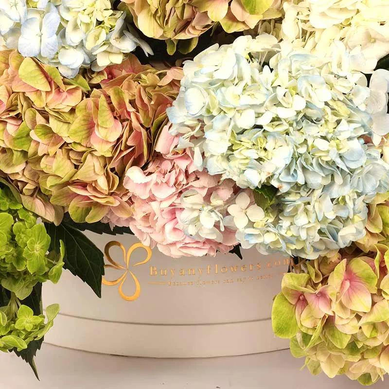 Bonanza 35 Hydrangea in Box thumbnail 4