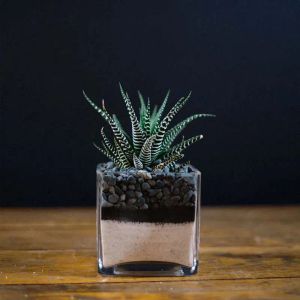 haworthia-plant-in-square-vase_1.webp