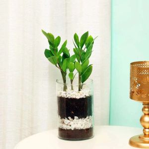 zamia-plant-in-cylinder-vase_1.webp