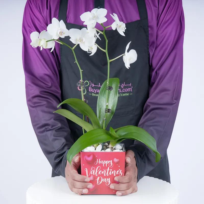 Valentine 2 Stem Mini White Orchid Plant - Plants gift from Buy Any Flowers Dubai in Al Quoz Industrial Area 4, Dubai, UAE - image 2