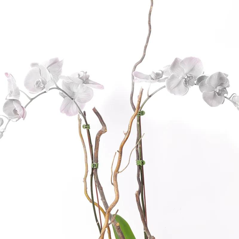 Double Stem White Orchid Plant in White Pot thumbnail 2
