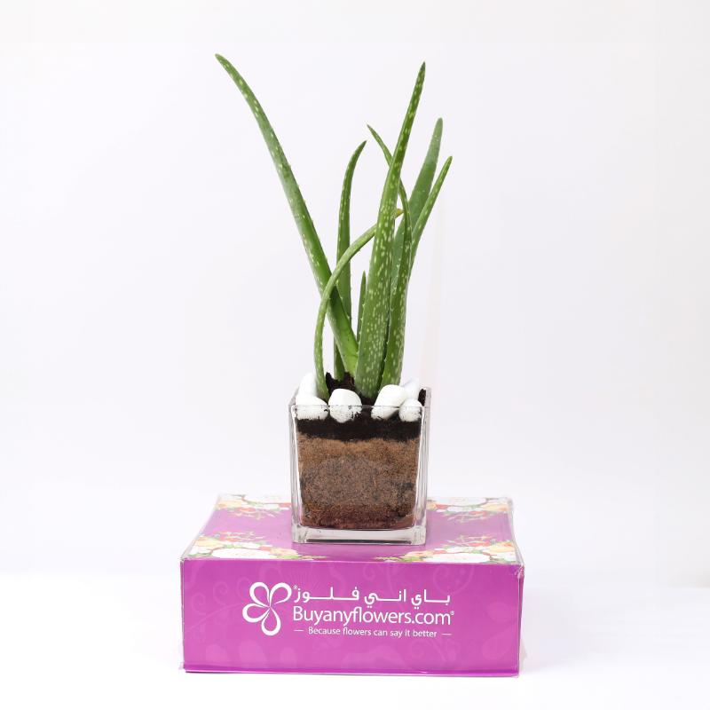 Aloe Vera Plant in Glass Vase thumbnail 3