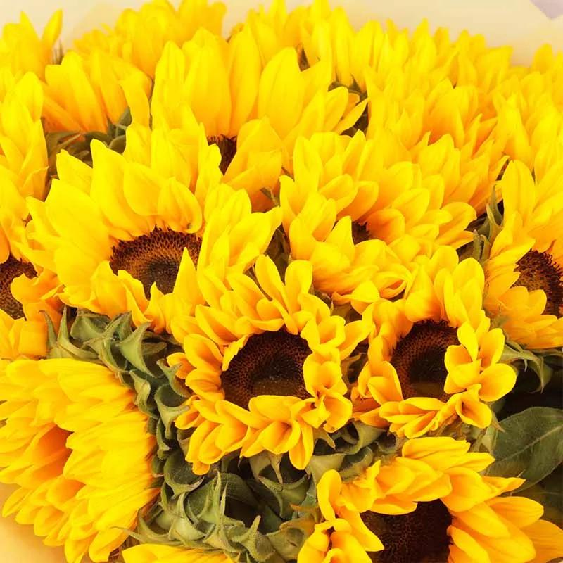 Sunny 15 Sunflowers Bouquet thumbnail 3