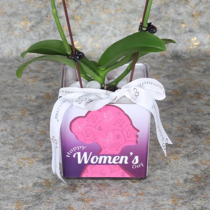 Womens Day 2 Stem White Mini Orchid Plant thumbnail 3