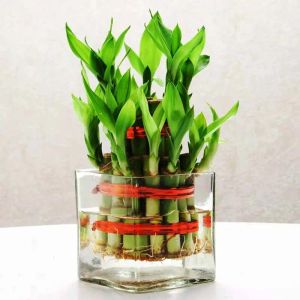 2-layer-lucky-bamboo-in-glass-vase_1.webp