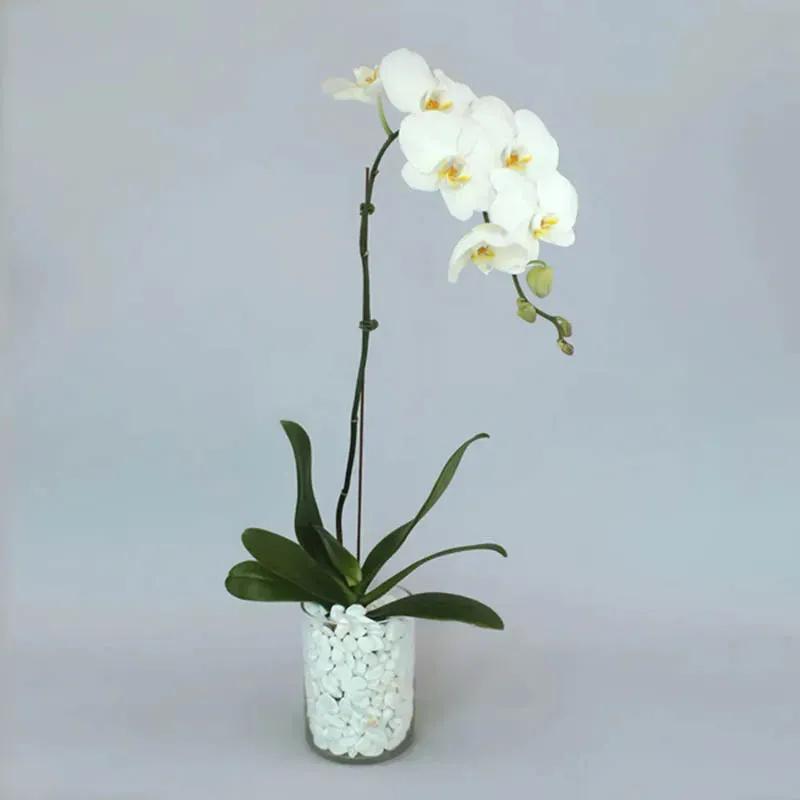 white-orchid-plant-in-vase_1.webp