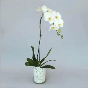 white-orchid-plant-in-vase_1.webp