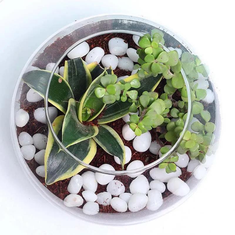 Mini Sansevieria and Jade Plant in Fish Bowl thumbnail 2