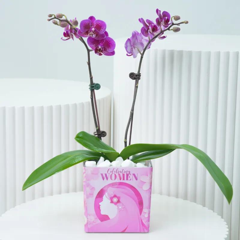 Womens Day 2 Stem Purple Mini Orchid Plant in Dubai