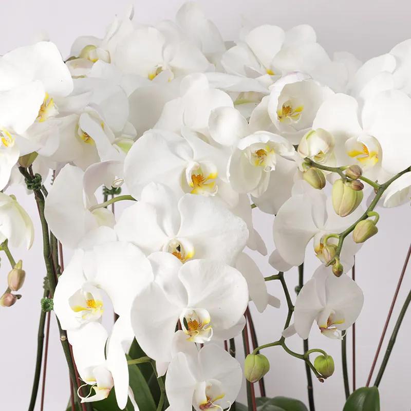 10 Stems White Orchids in Large Pot thumbnail 3