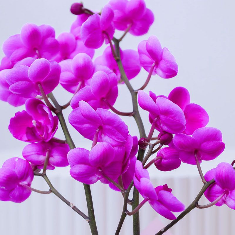 2 Stem Mini Purple Orchid Plant in Pink Wrapping - Plants gift from Buy Any Flowers Dubai in Al Quoz Industrial Area 4, Dubai, UAE - image 3