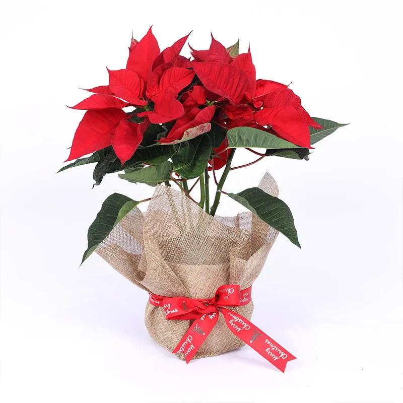 Red Poinsettia Plant in Jute Wrap in Dubai