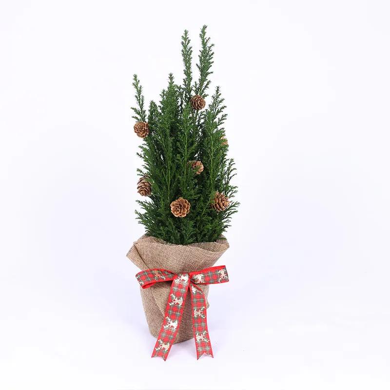 mini-fresh-christmas-plant-with-pine-cones_1.webp