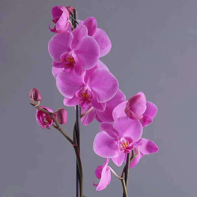 2 Stem Purple Orchid Plant in Vase thumbnail 2