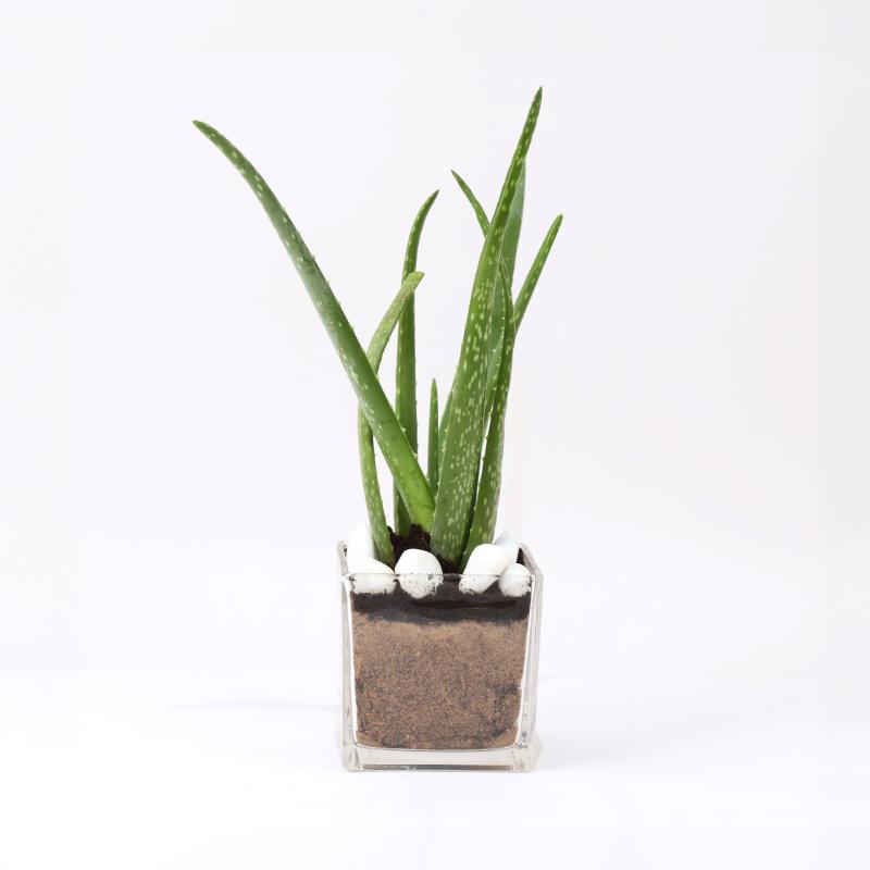 aloeveraplantinglassvase_4bd8f1.webp