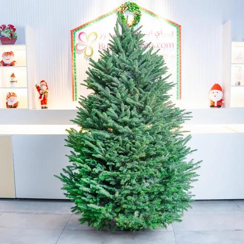 Fresh Premium Christmas Tree 250cm - Gifts gift from Buy Any Flowers Dubai in Al Quoz Industrial Area 4, Dubai, UAE - image 2