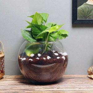 money-plant-in-fish-bowl_1.webp