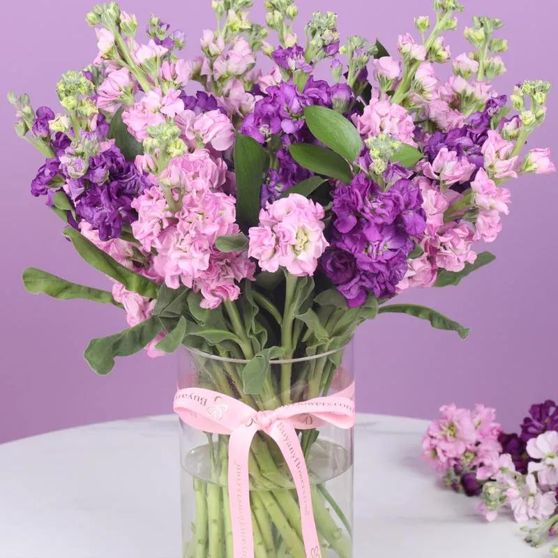 Beauty 21 Pink and Purple Matthiola thumbnail 2