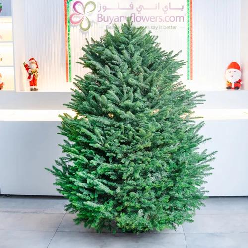 Fresh Premium Christmas Tree 180cm - Gifts gift from Buy Any Flowers Dubai in Al Quoz Industrial Area 4, Dubai, UAE - image 2