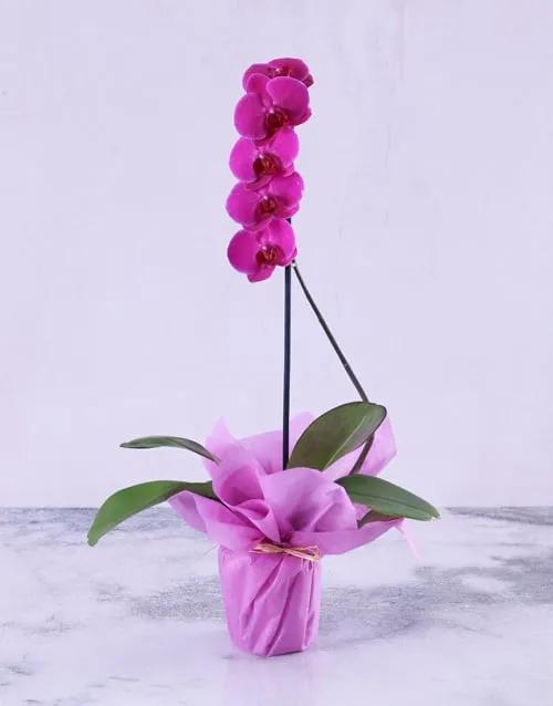 purple-orchid-plant-in-purple-wrapping_1.webp