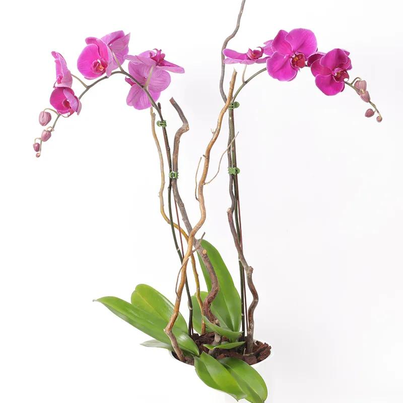 Double Stem Purple Orchid Plant in White Pot thumbnail 4