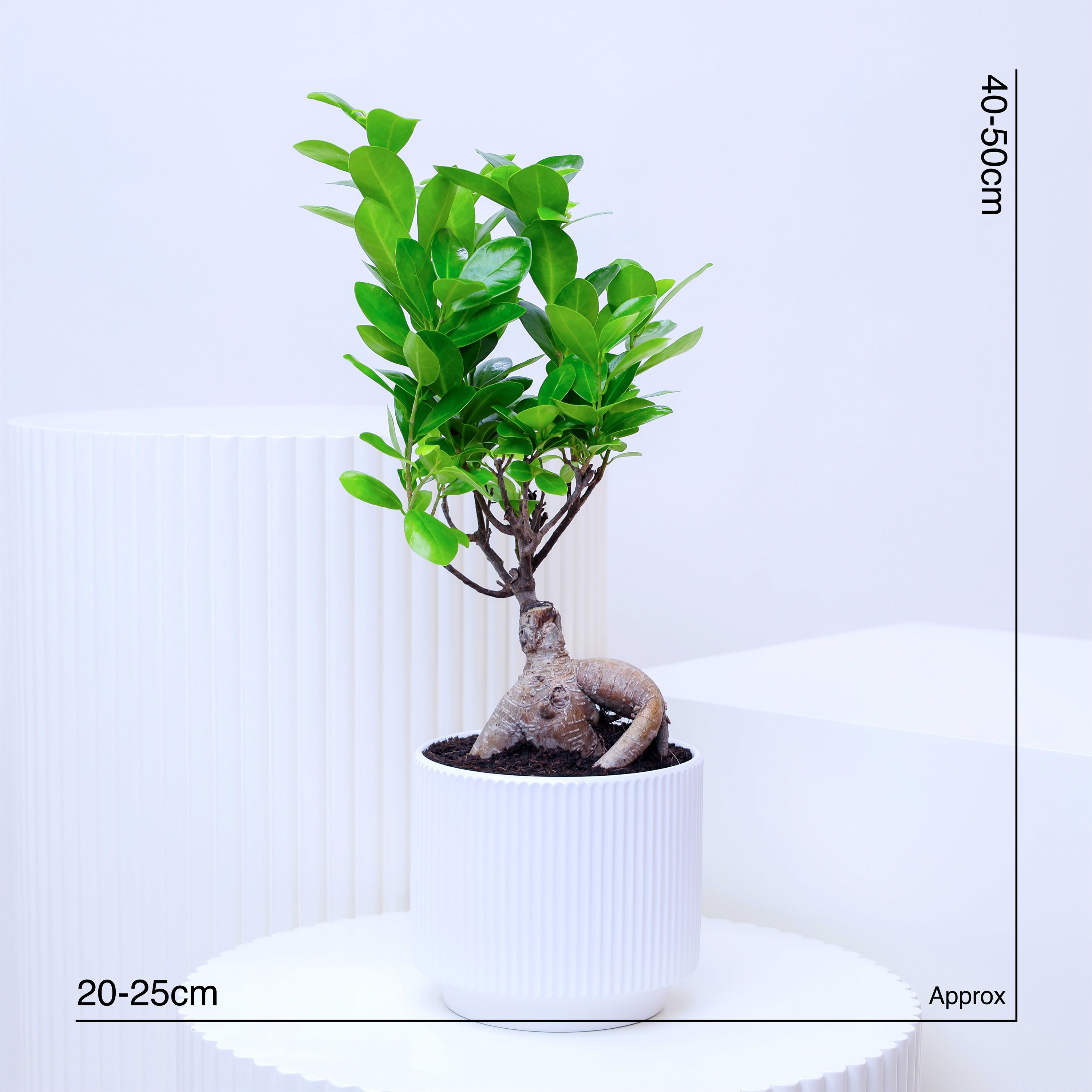 Ficus Bonsai Plant in Pot thumbnail 3