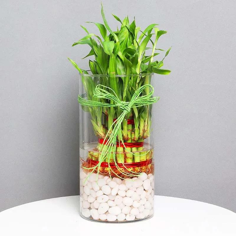 3 Layer Lucky Bamboo in Cylinder Vase thumbnail 3