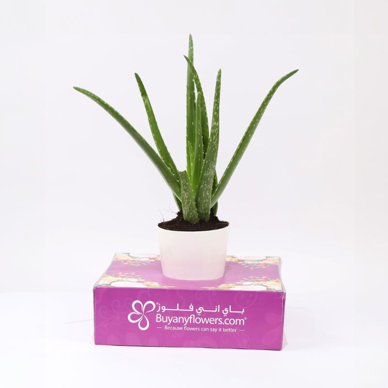 Aloe Vera Plant in White Pot - Plants gift from Buy Any Flowers Dubai in Al Quoz Industrial Area 4, Dubai, UAE - image 3
