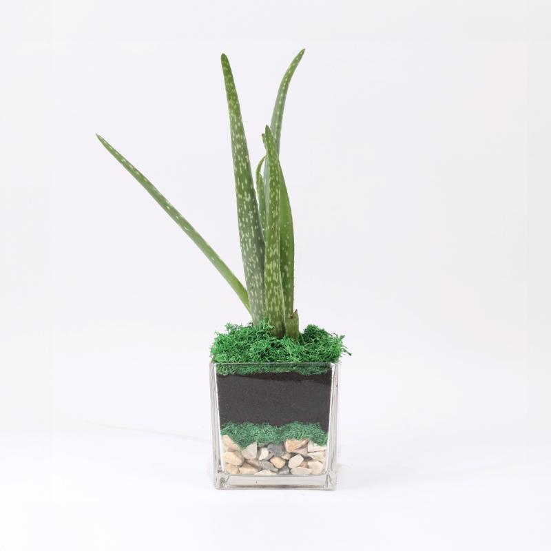 aloeveraplantinsquareglassvase_54d6ca.webp