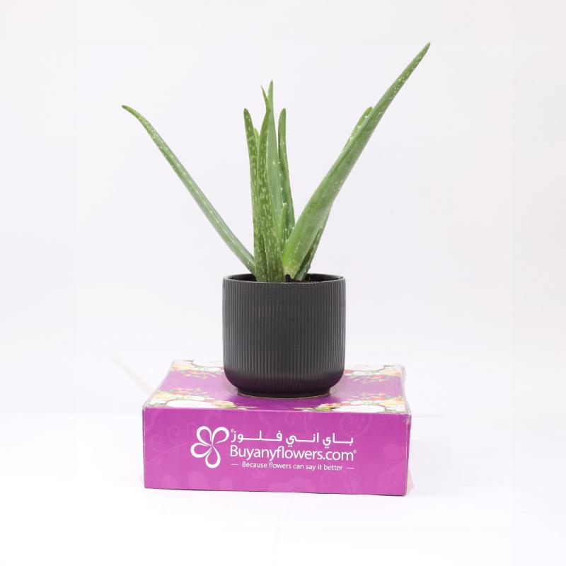 Aloe Vera Plant in Black Pot thumbnail 3