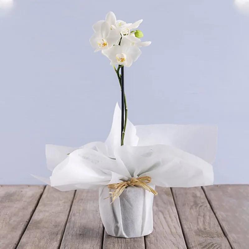 white-orchid-plant-in-white-wrapping_1.webp