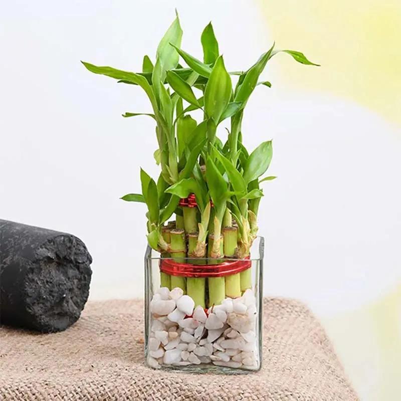 2-layer-lucky-bamboo-in-square-vase_1.webp
