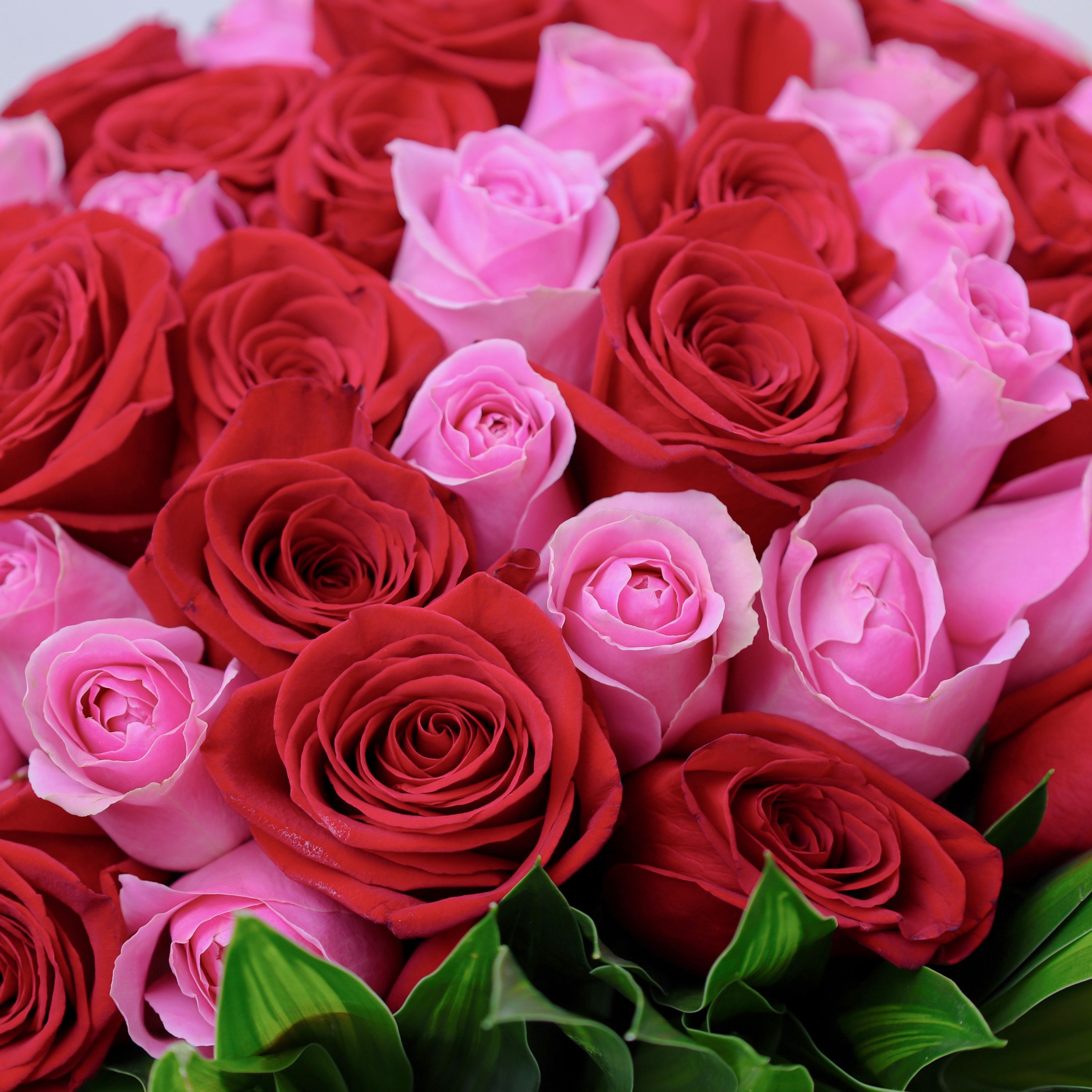 Pure Love 75 Roses in Vase thumbnail 3