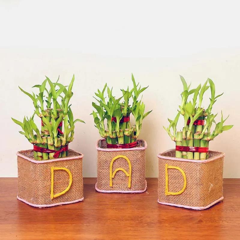 2-layer-lucky-bamboo-for-dad_1.webp