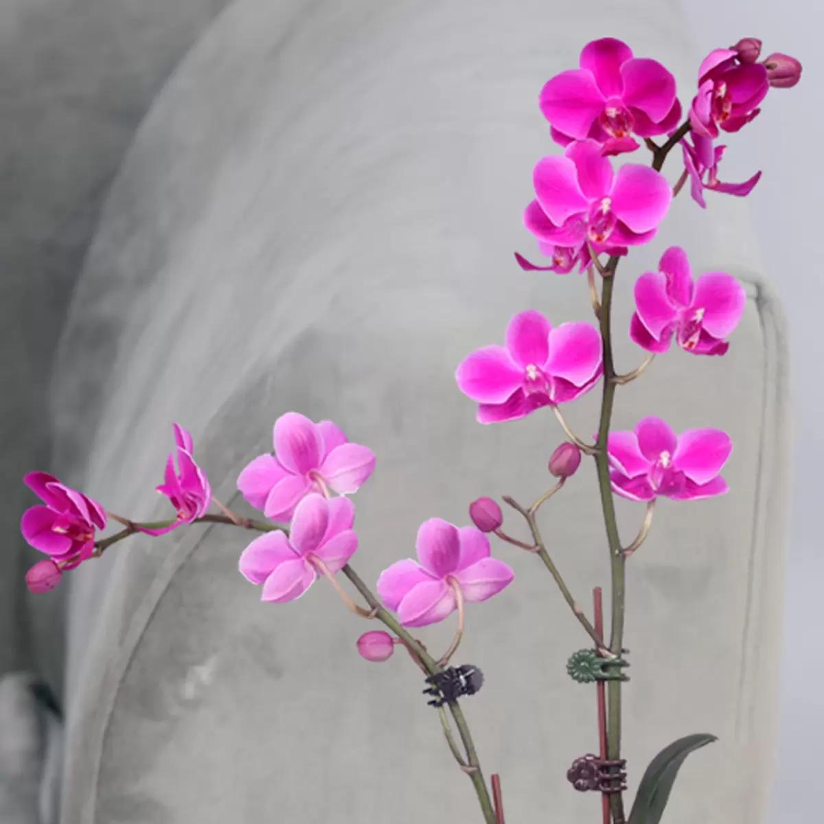 Valentine 2 Stem Mini Purple Orchid Plant thumbnail 2