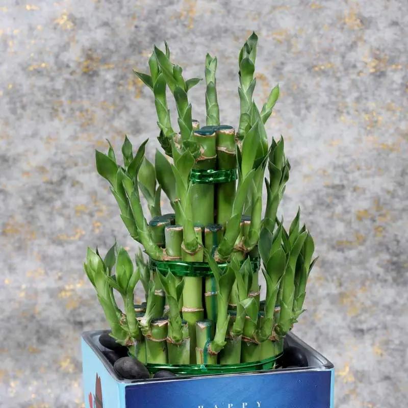 Fathers Day 3 Layer Bamboo Plant thumbnail 2