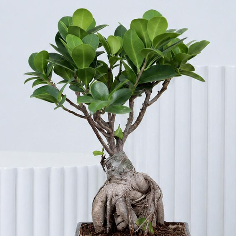 Fathers Day Bonsai Plant - Plants gift from Buy Any Flowers Dubai in Al Quoz Industrial Area 4, Dubai, UAE - image 2
