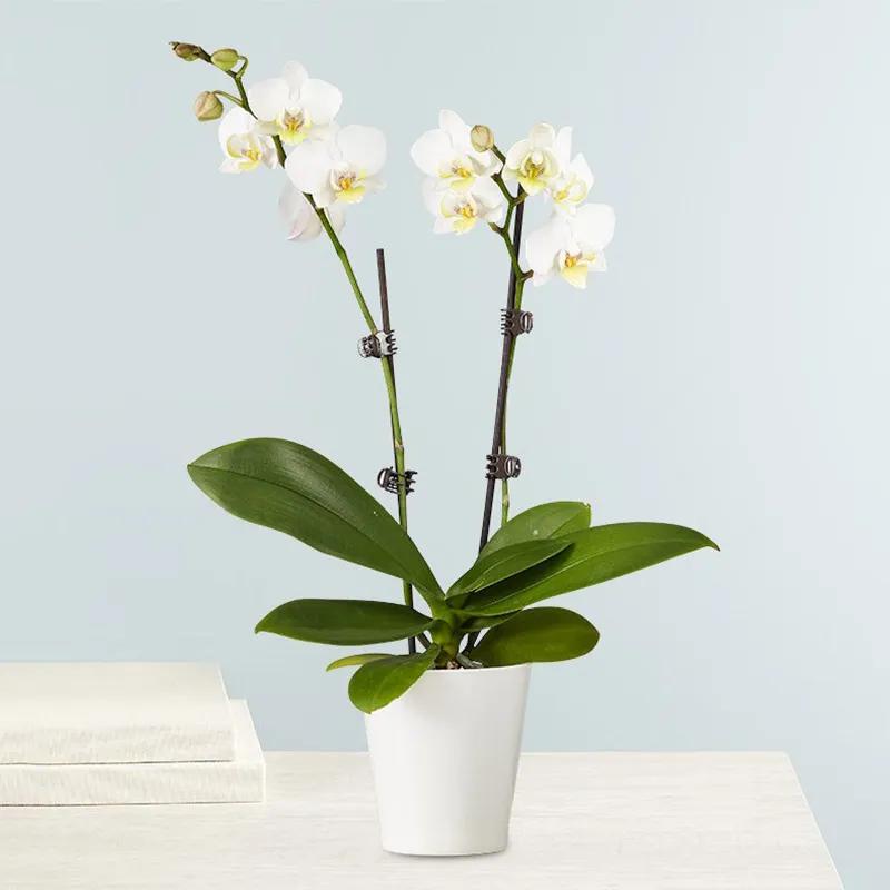 double-stem-white-orchid-plant-in-pot_1.webp