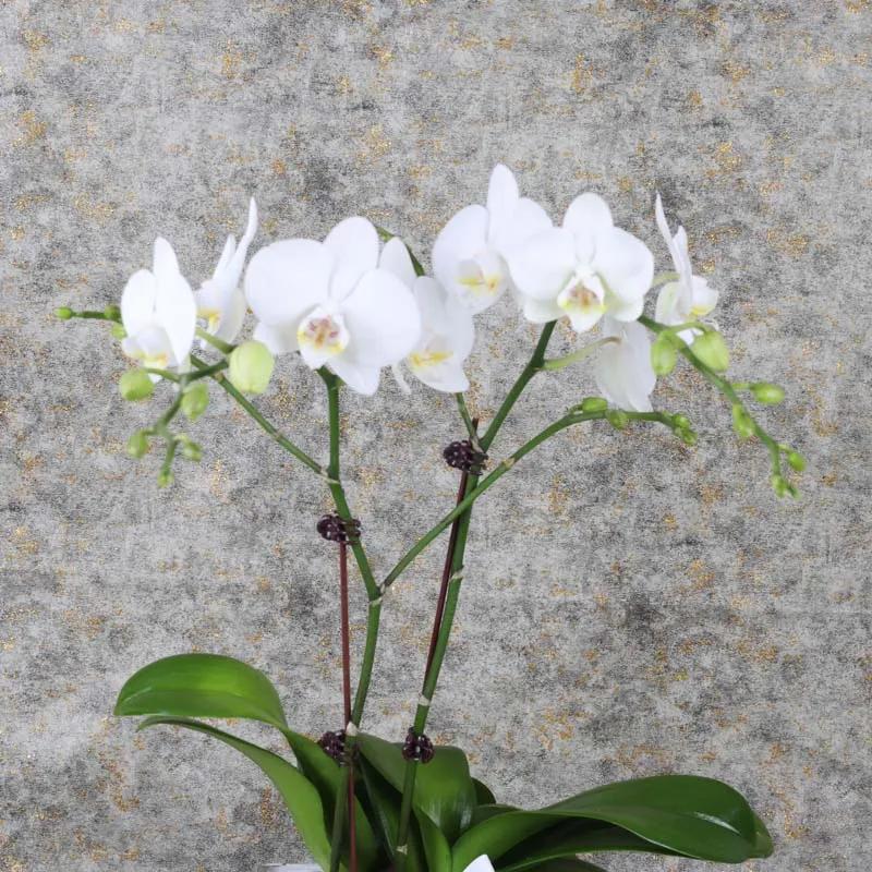 Mothers Day 2 Stem White Mini Orchid Plant thumbnail 2