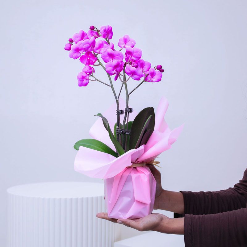 2 Stem Mini Purple Orchid Plant in Pink Wrapping - Plants gift from Buy Any Flowers Dubai in Al Quoz Industrial Area 4, Dubai, UAE - image 2